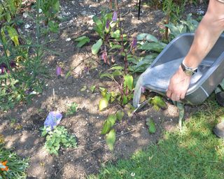 Using uncontaminated washing up water to irrigate plants during a dry summer spell