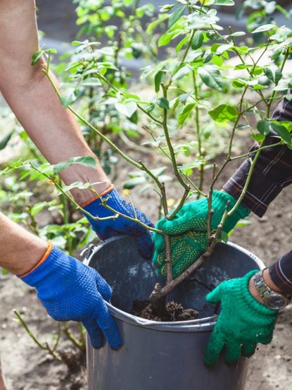 Gardeners Transplanting A Rose Bush