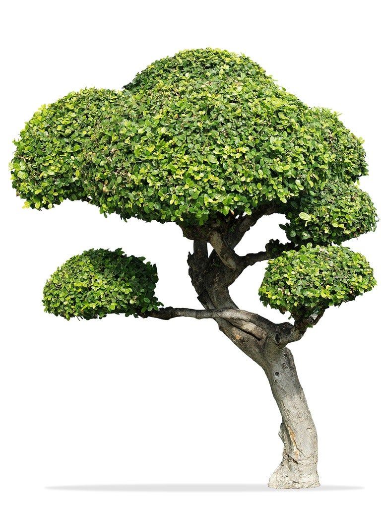 What Is A Fukien Tea Tree Fukien Tea Tree Care Guide Gardening Know How