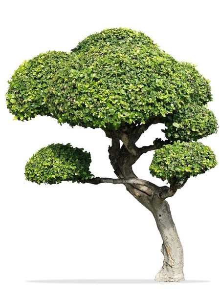 Fukien Tea Bonsai Tree