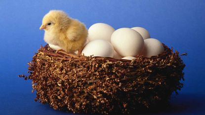 A chick sits in a nest filled with eggs.