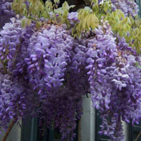 Chinese wisteria, 2 litre pot | £14.99 at Crocus