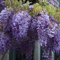 Chinese wisteria, 2-3 litre pot | £34.99 at Primrose