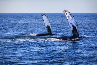 Two humpback whale fins in the water off the coast of Cabo San Lucas, Mexico