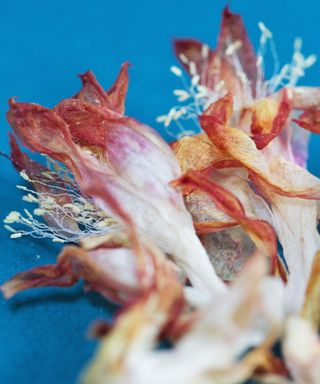 Close up of dying, wilted Schlumbergera flowers against a blue background.