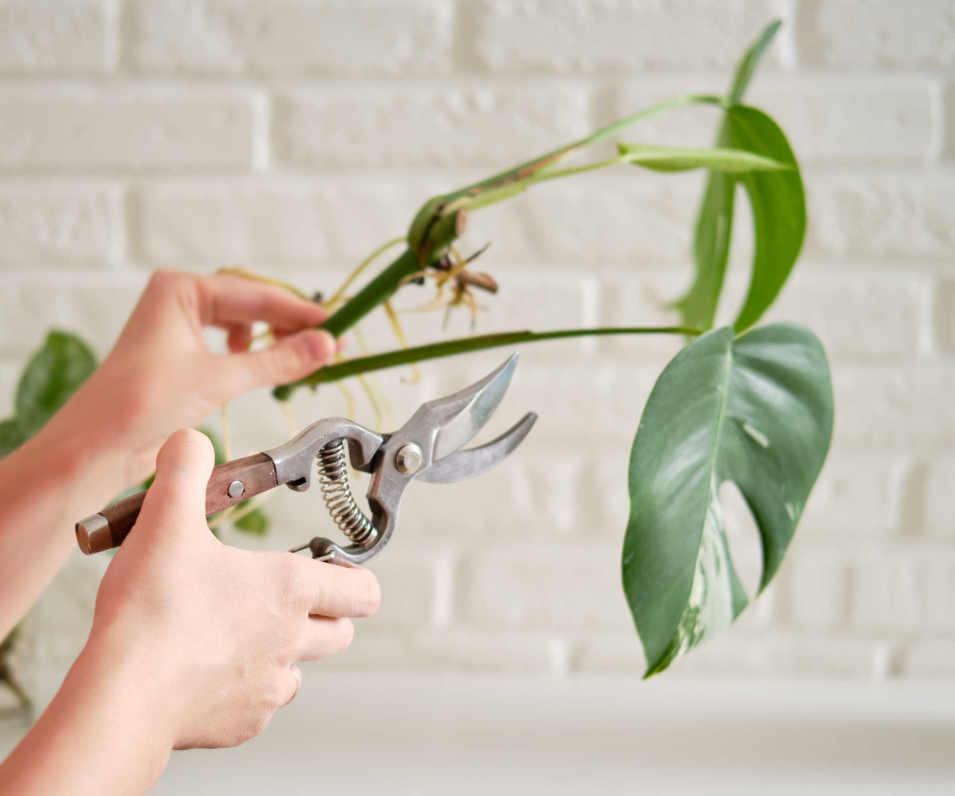 How to prune a monstera top tips for these indoor plants Homes & Gardens