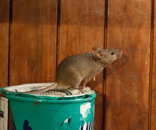 mouse on paint tin