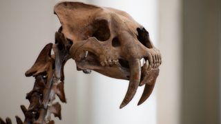 The skull and neck of a saber-tooth cat skeleton against a white and gray background.