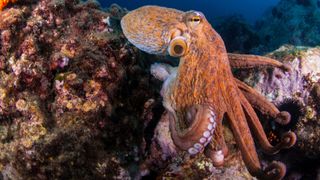 Most unusual pets — octopus 