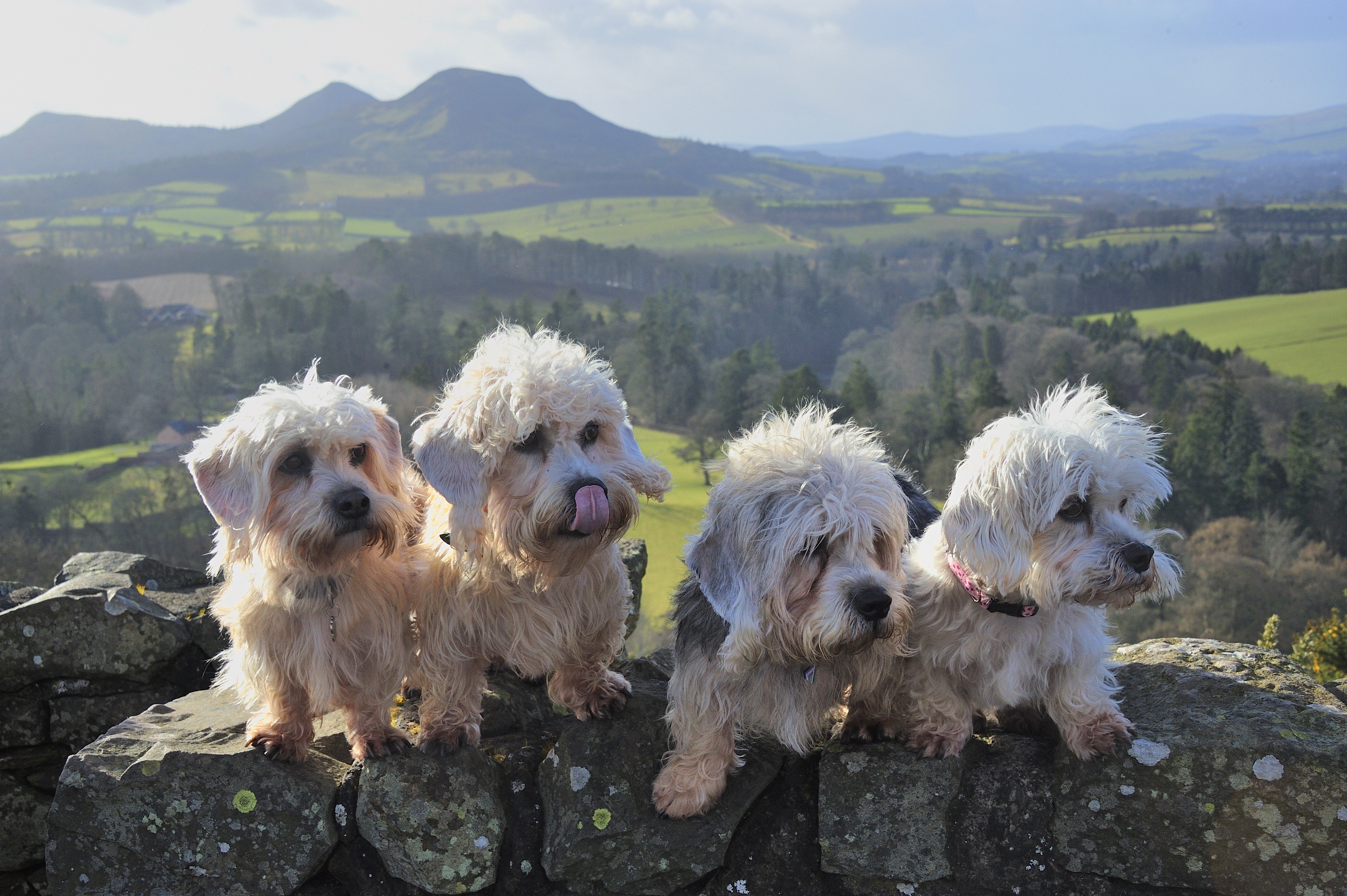 Four Dandie Dinmont terriers standing on a stone wall with rolling green hills and the Eildon Hills in the background on a bright day.