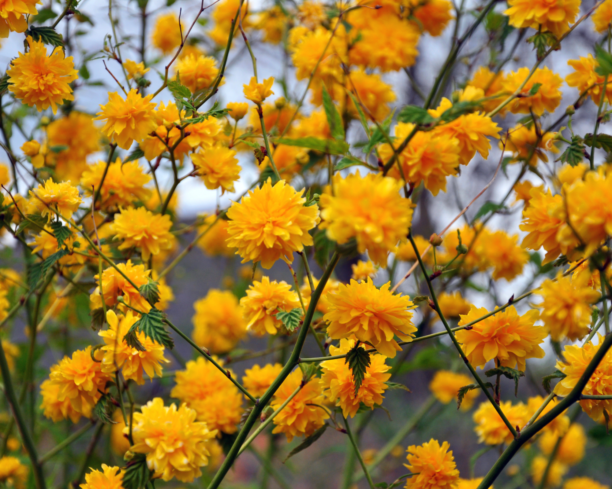 Kerria japonica or Japanese kerria yellow orange flowers in spring