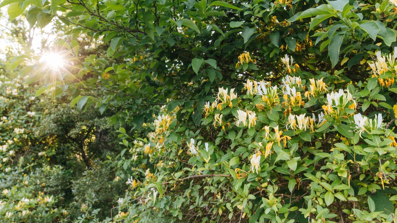 Overgrown honeysuckle that needs pruning