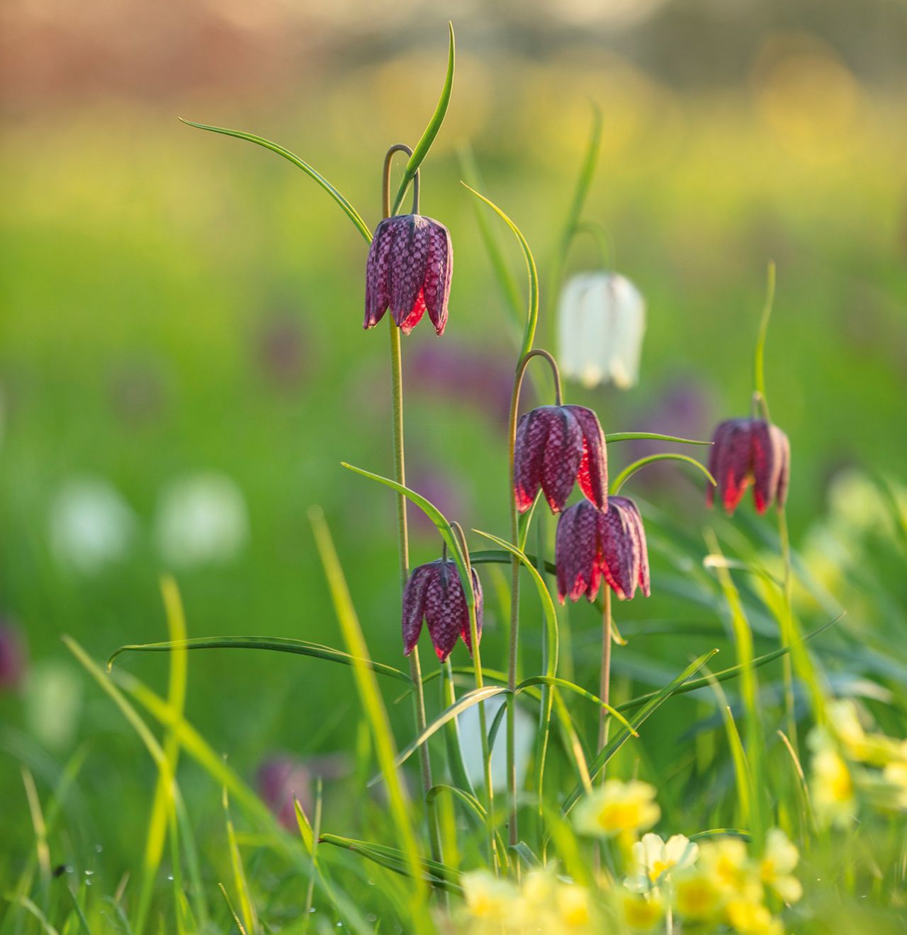 A cluster of snakes-head fritillaries at Morton Hall Gardens in Worcestershire.