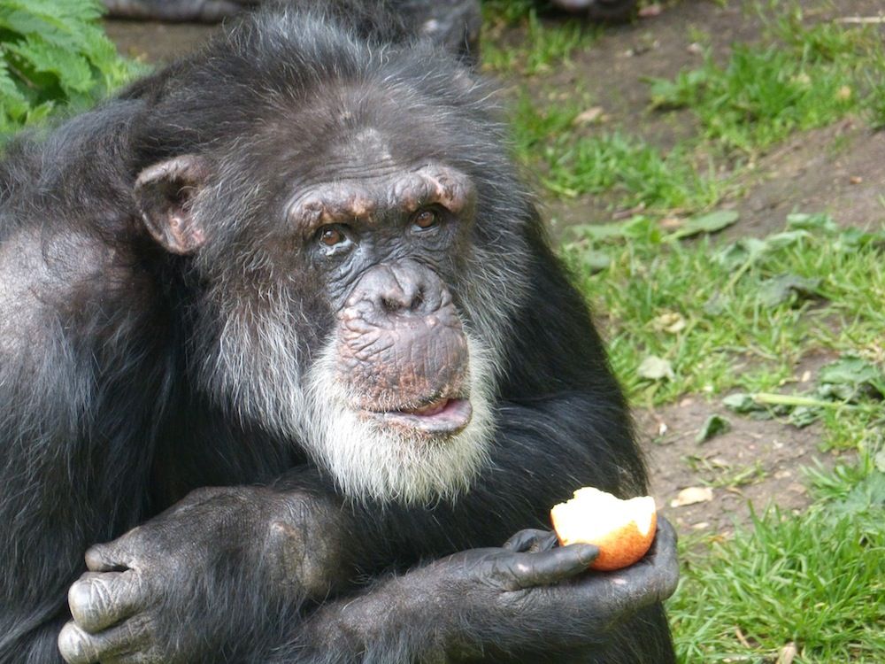 chimp with apple