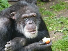 chimp with apple
