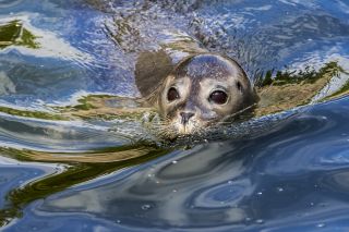 Juvenile common seal swimming