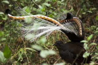 During their mating songs, male superb lyrebirds invert their tail over their head.