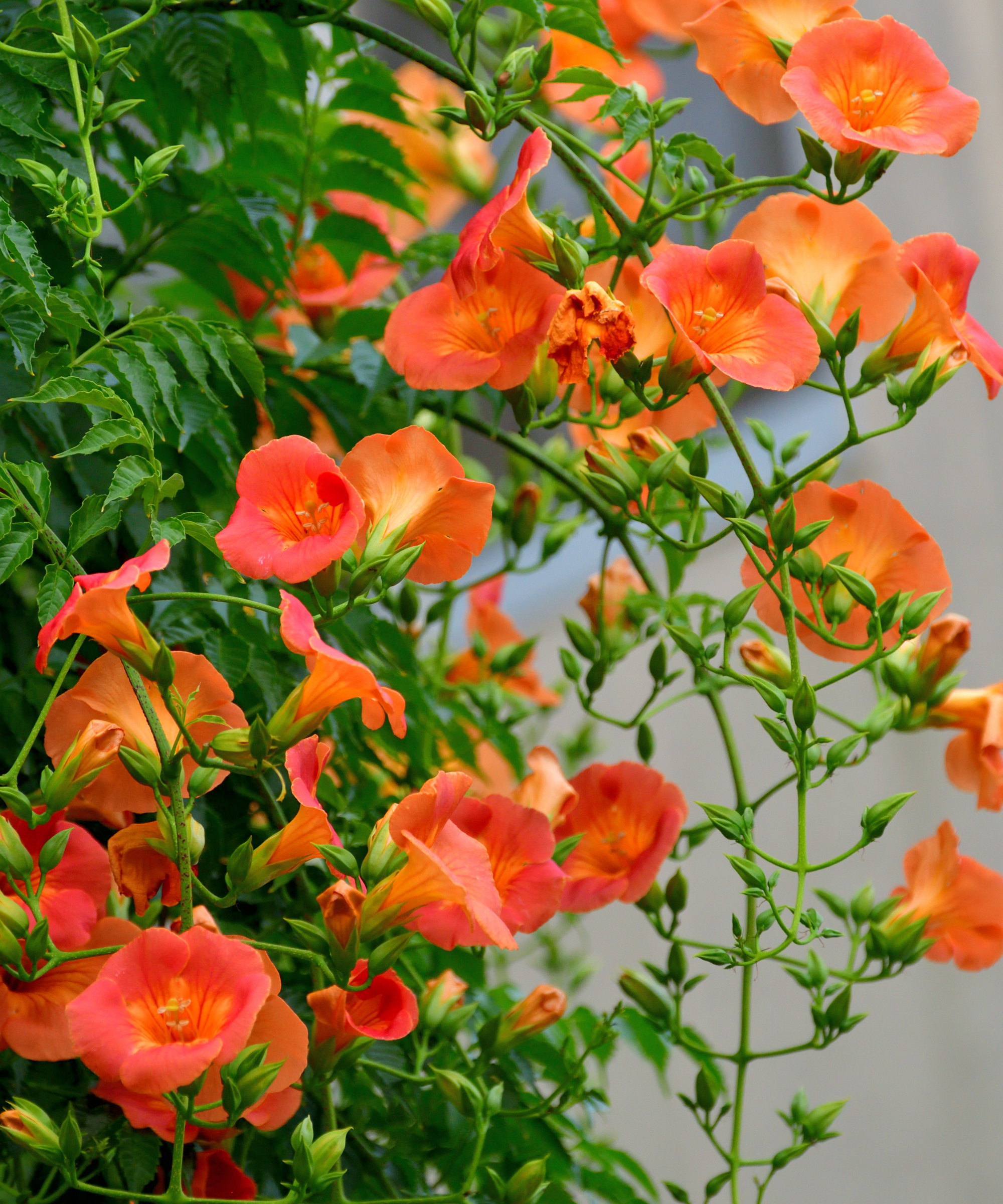 Orange trumpet vine flowers blooming on a thriving climber