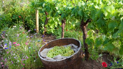 how to prune grape vines – grape harvest from grape vines growing in a garden