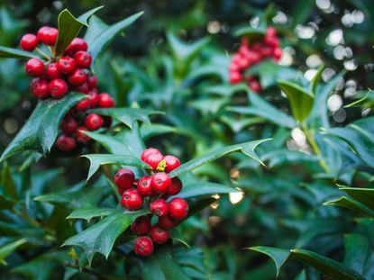 Holly Plants