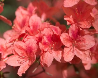 pink azalea Kaempferi 'Damio'