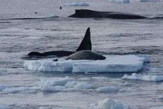 In Antarctica, a killer whale was attacking a crabeater seal when a pair of humpback whales (one is pictured in the background) arrived and began to harass it.