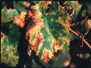 Pierce’s disease caused the brown, dry spots on these Chardonnay leaves.