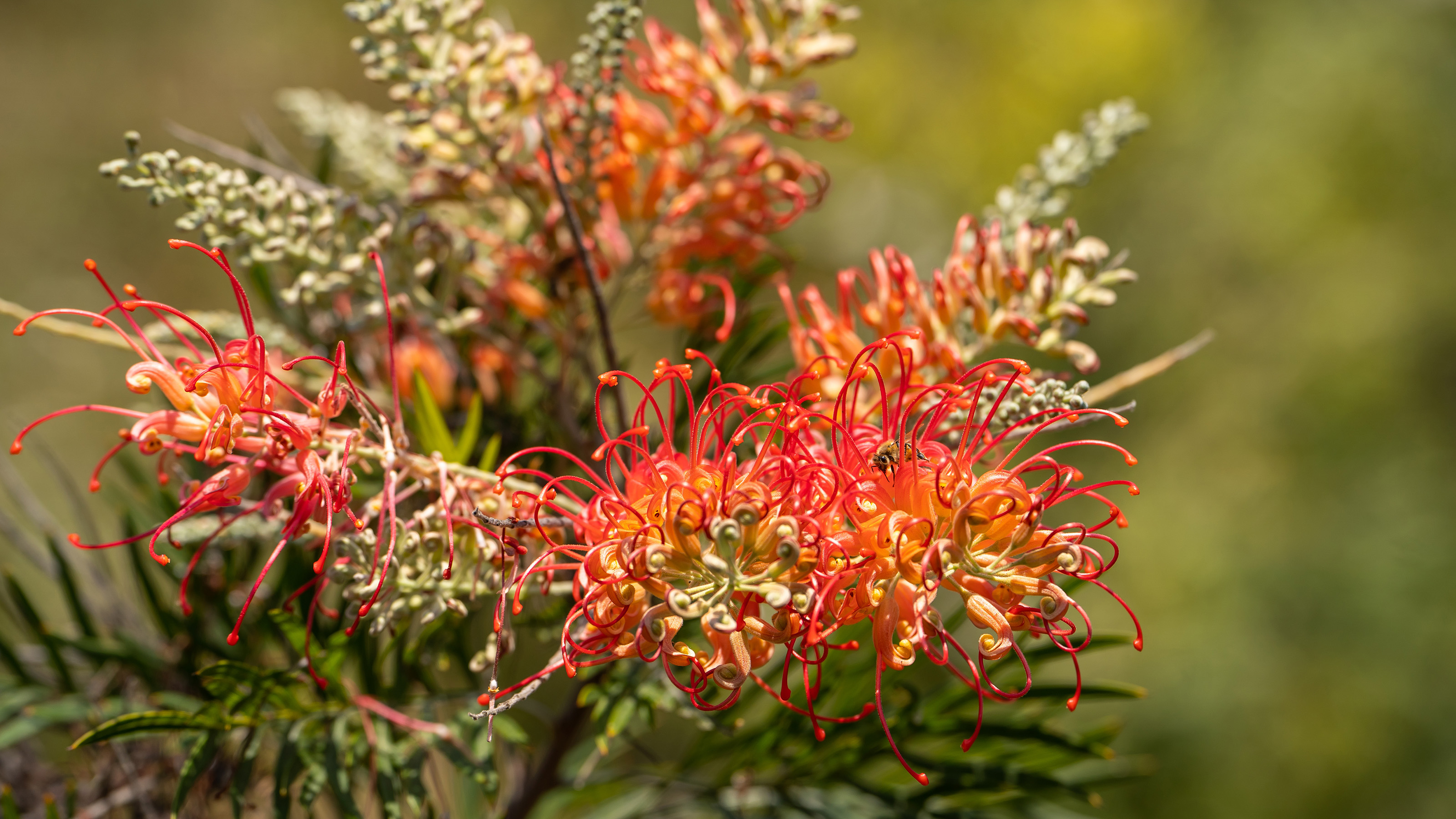 Grevillea flower