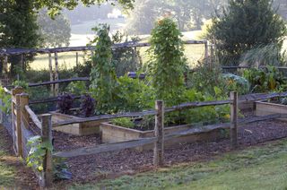 vegetables in a vegetable patch