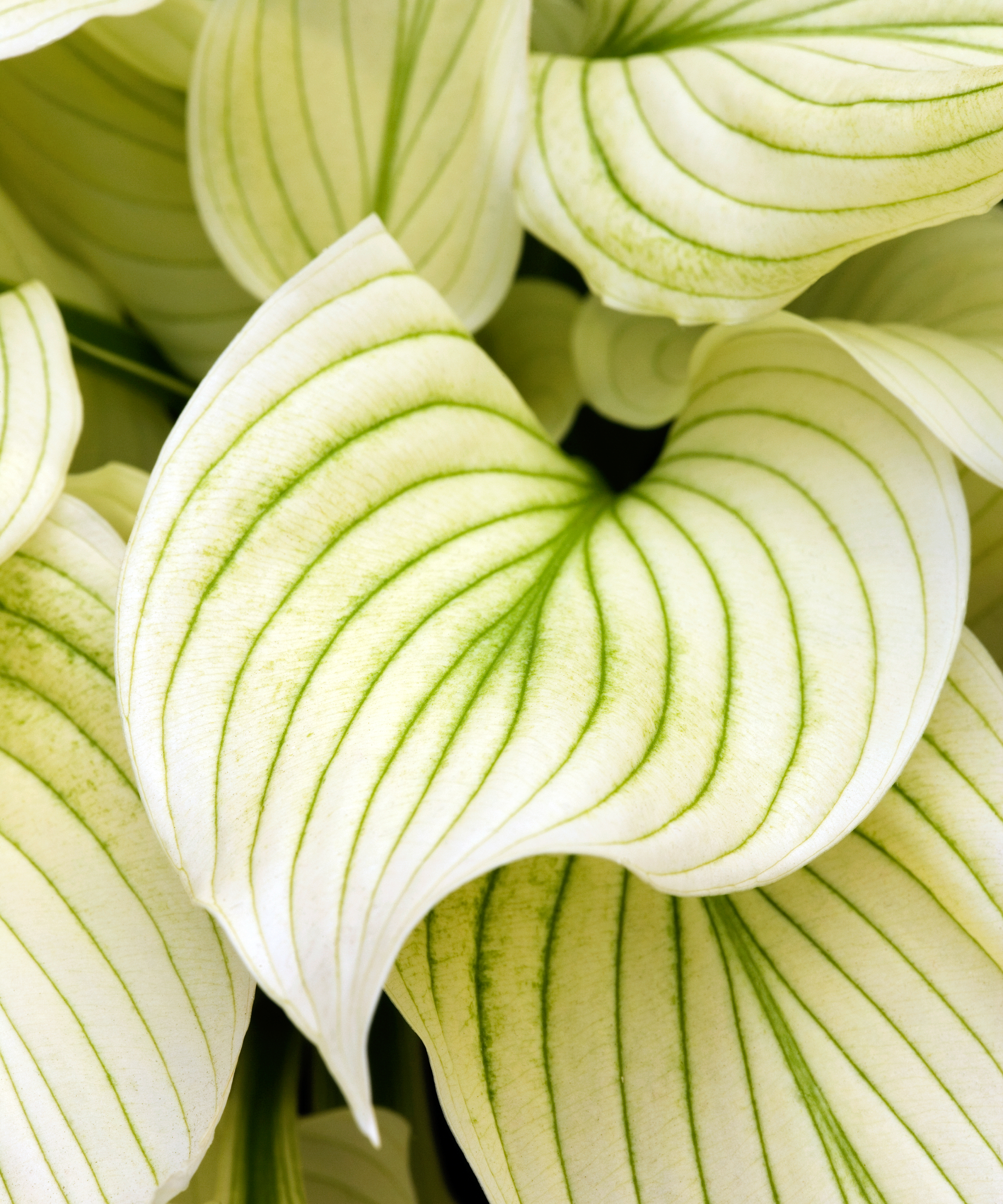 Hosta 'White Feather' shade plant with white leaves splashed with green, an unusual feature among hostas