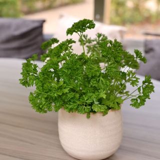 Parsley in a pot growing for Christmas