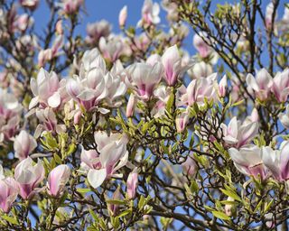 pink Chinese saucer magnolia in full bloom