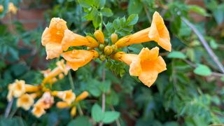 Campsis x tagliabuana, Trumpet Creeper, Trumpet Vine