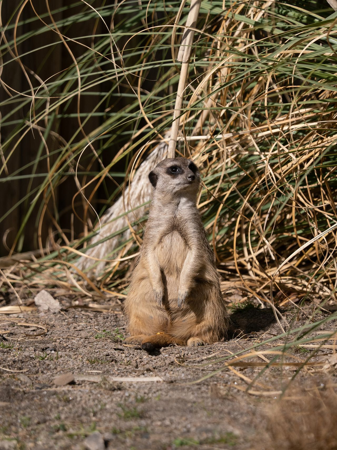 Meerkat on the ground in a zoo