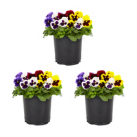 Pansy plants, Walmart