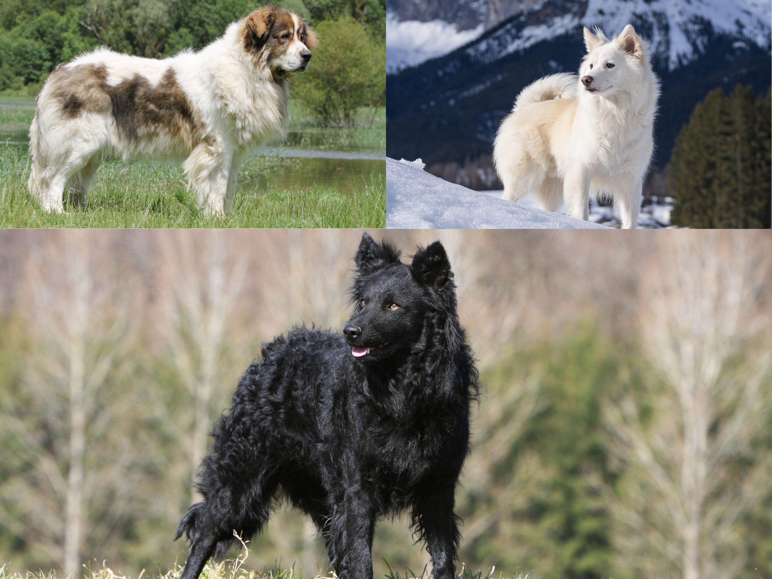 A collage of A white Icelandic sheepdog standing alert on snow with dramatic mountain peaks in the background, A black Hungarian mudi standing on grass with trees behind, its curly coat and pricked ears clearly visible, A large Pyrenean mastiff with a thick white and brown coat standing in grassy countryside near water.