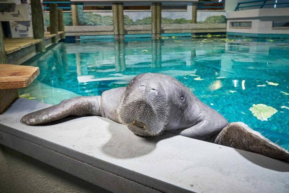 Snooty was certified by Guinness World Records as the world&#039;s oldest manatee in captivity.