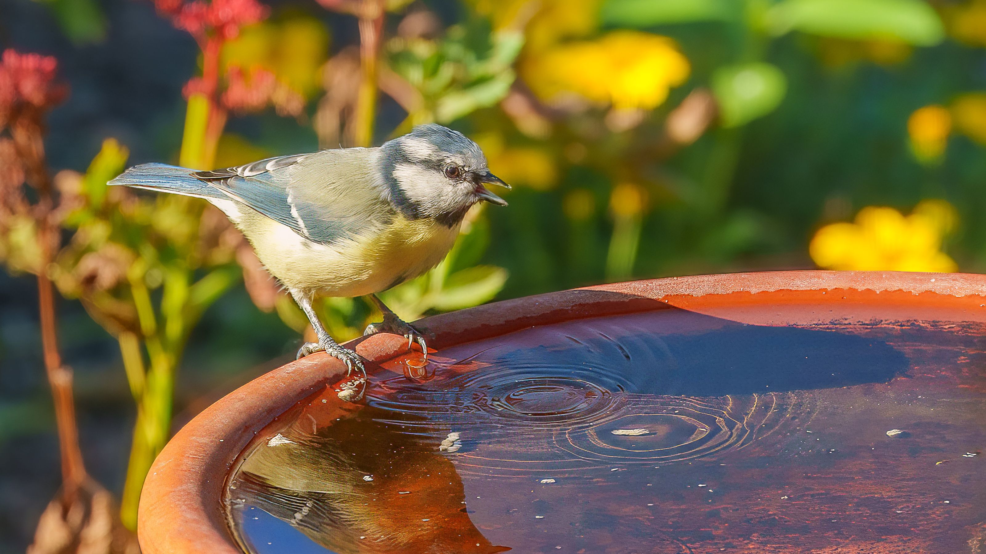 Blue tit drinking out of a bird bath made of terracotta
