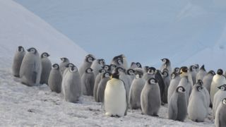 A series of black and white birds stand on a white background.