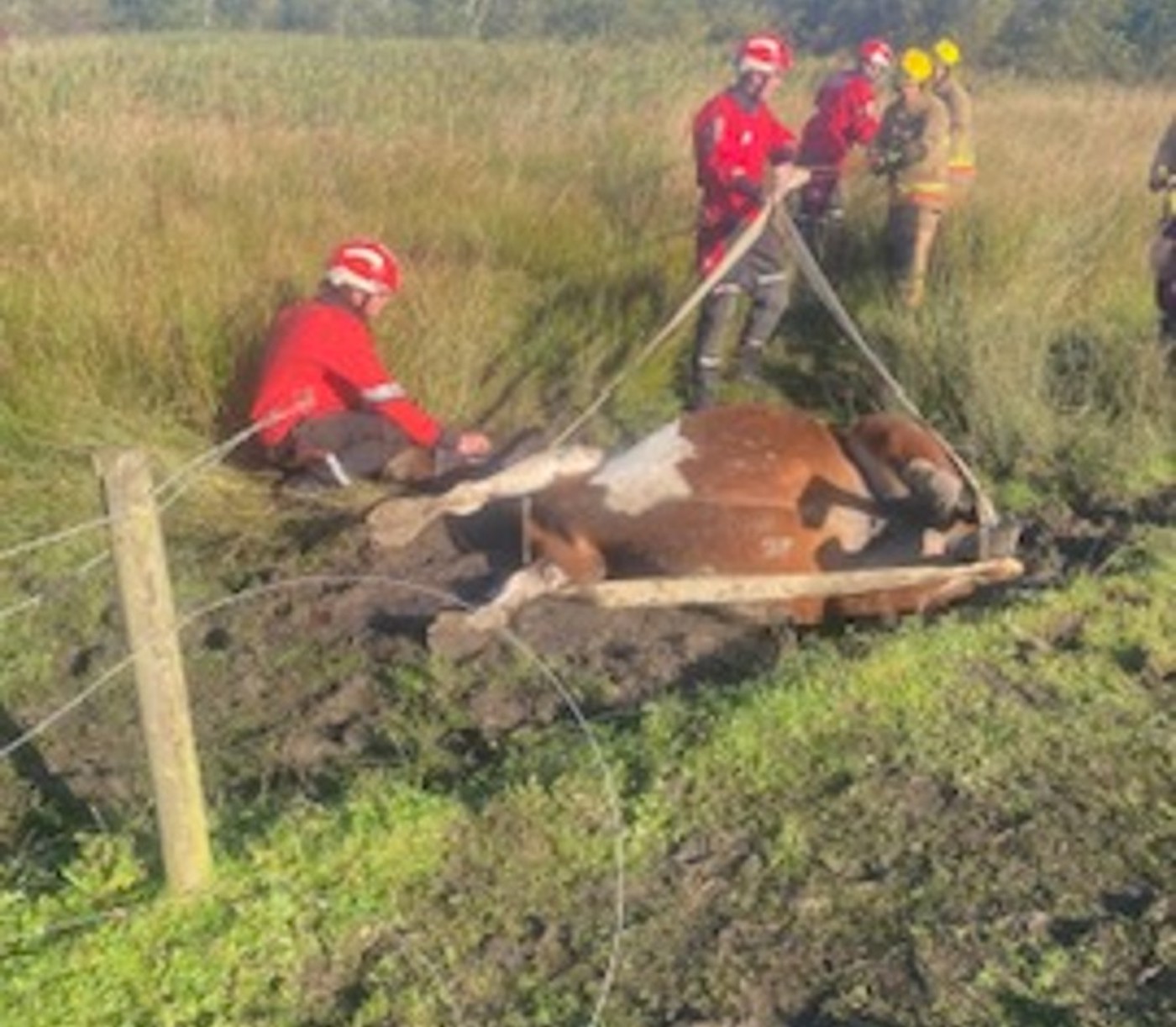 horse 3