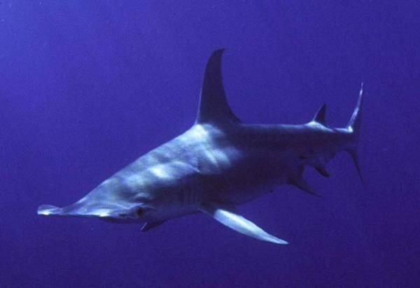 A great hammerhead shark.