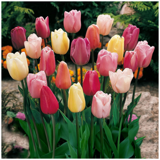 A bunch of multicolored tulips