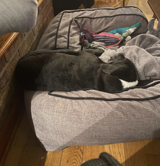 dog on dog bed