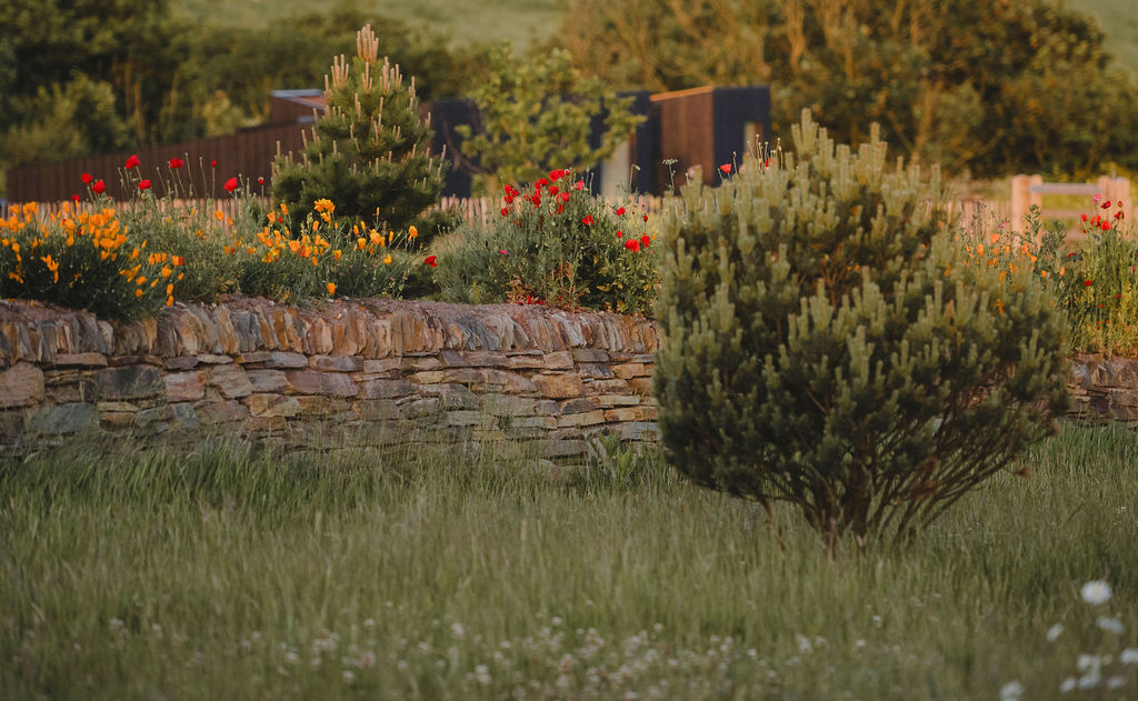 Cornish eco-cabin site by Darren Hawkes, leafy flowering meadow