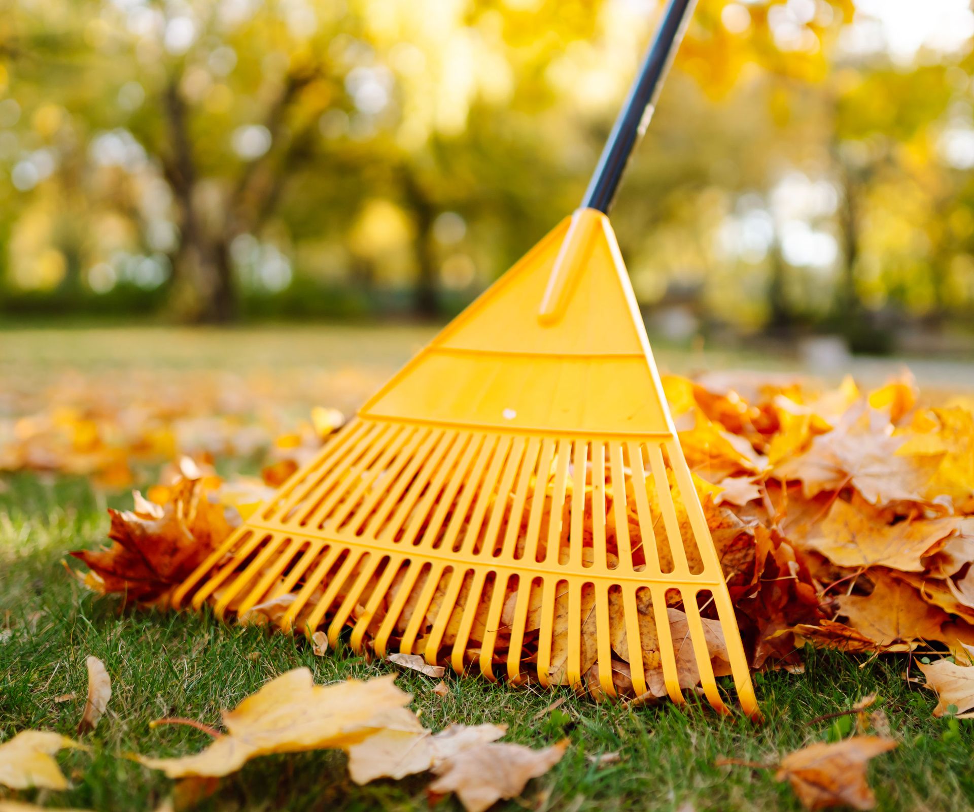 leaves on lawn in autumn with gold yellow rake
