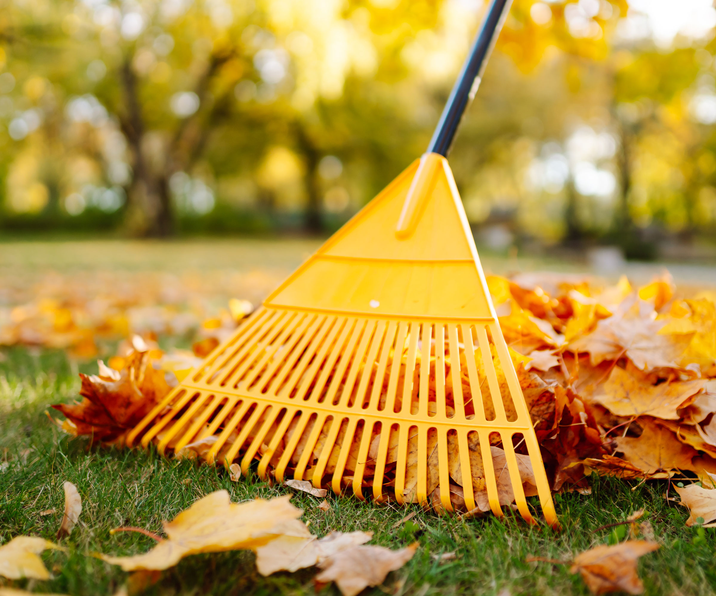 leaves on lawn in autumn with gold yellow rake