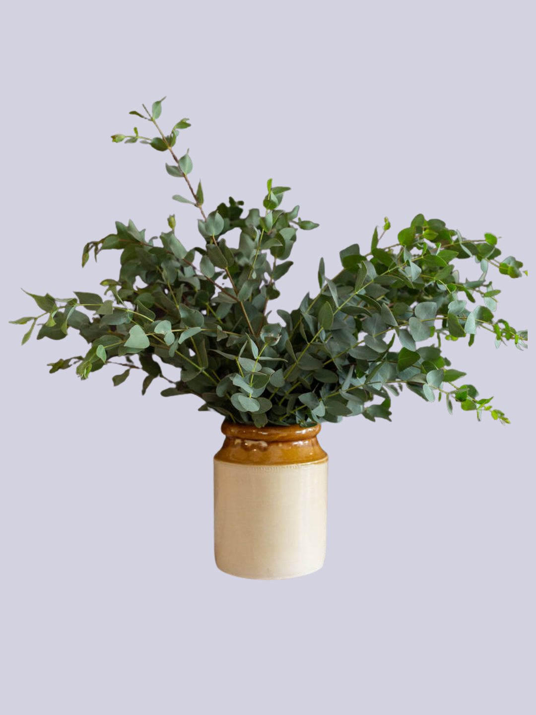 A vase of eucalyptus