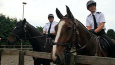 police horse