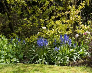 North-facing garden ideas with shrubs and flowers.