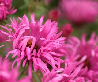 pink flowers of New England Aster 'Settembrini'